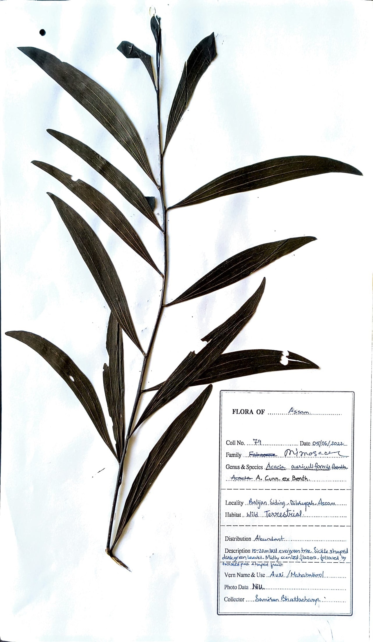 Mahababool (Ass.) (Herbarium)